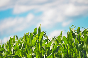 Field of Corn